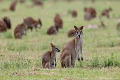 Waterfall And Wallabies Sighting Tour - Redcliffe Tourism 1