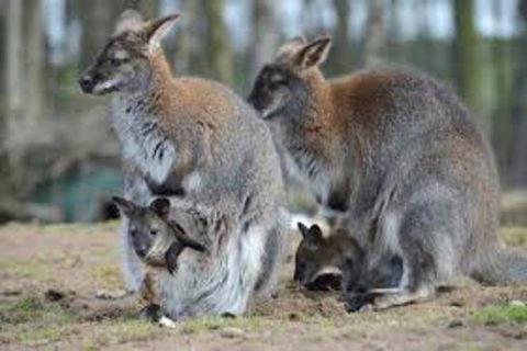 Waterfall And Wallabies Sighting Tour - Redcliffe Tourism 3