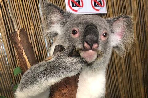Kuranda Tour Deluxe Course With Kuranda 3 Zoos - Redcliffe Tourism 5