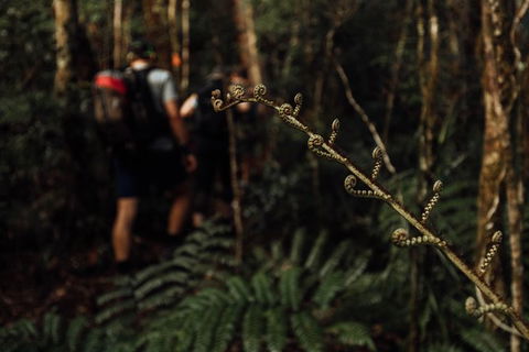 Cairns Rainforest Hiking Experience Incredible Mountains Remote Waterfall - Redcliffe Tourism 2