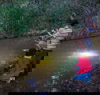 Rainforest  Nocturnal Wildlife Tour - Redcliffe Tourism