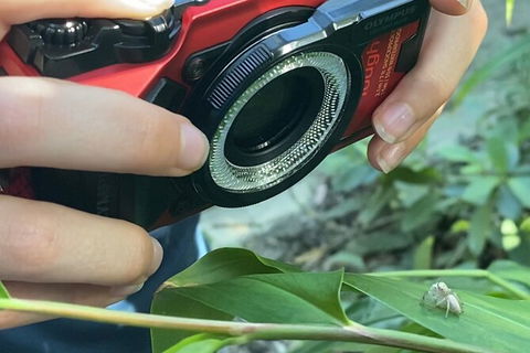 Let\'s Go Buggin & Let\'s Go Shroomin - Photography & Nature Walking Tours - Redcliffe Tourism 7