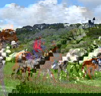 Horse Riding with Petting Zoo Visit in Cairns - Redcliffe Tourism