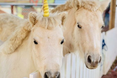Horse And ATV Riding With A Visit To A Petting Zoo From Cairns - Redcliffe Tourism 4