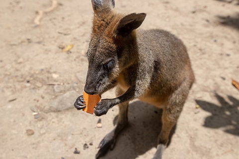 2-Day Great Barrier Reef And Daintree Rainforest Combo Package - Redcliffe Tourism 4