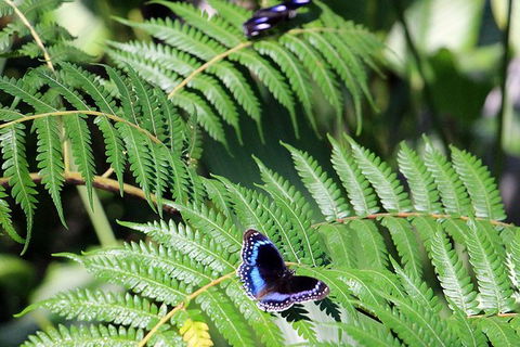 Australian Butterfly Sanctuary- Virtual Interactive Tour With Private Guide - Redcliffe Tourism 3