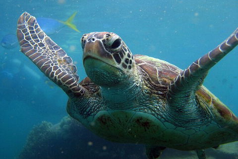 2 Night Whitsunday Islands Cruise On Atlantic Clipper From Airlie Beach - Redcliffe Tourism 6