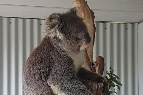 Shore Excursion: Coast, Caves And Wildlife Park - 8 Hour Tour - Redcliffe Tourism 11