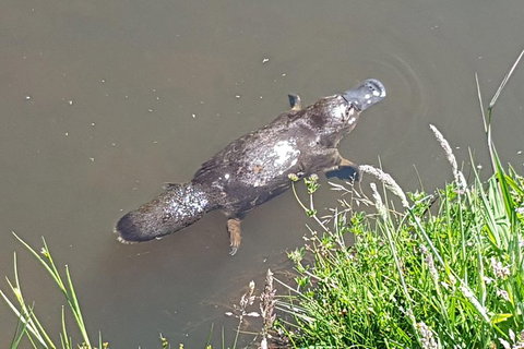 Shore Excursion: Coast, Caves And Wildlife Park - 8 Hour Tour - Redcliffe Tourism 1