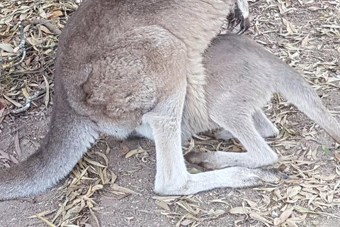 Shore Excursion: Coast, Caves And Wildlife Park - 8 Hour Tour - Redcliffe Tourism 19