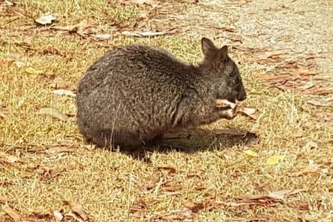 Shore Excursion: Coast, Caves And Wildlife Park - 8 Hour Tour - Redcliffe Tourism 3