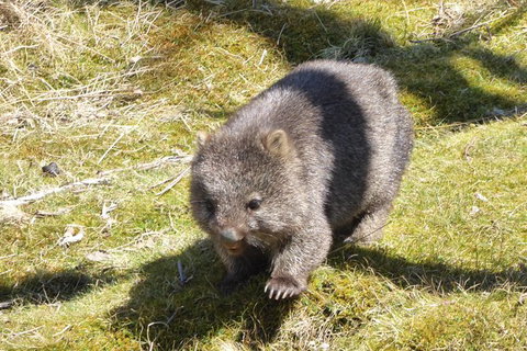 Shore Excursion: Coast, Caves And Wildlife Park - 8 Hour Tour - Redcliffe Tourism 6