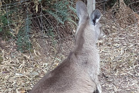 Shore Excursion: Coast, Caves And Wildlife Park - 8 Hour Tour - Redcliffe Tourism 9