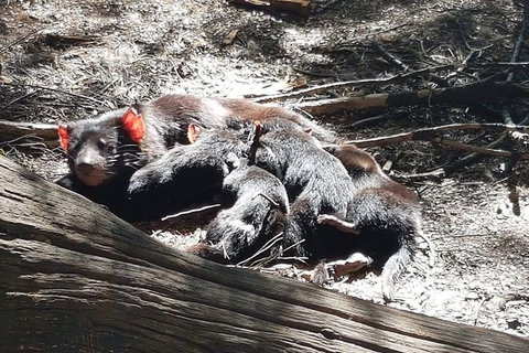 Shore Excursion: Coast, Caves And Wildlife Park - 8 Hour Tour - Redcliffe Tourism 14