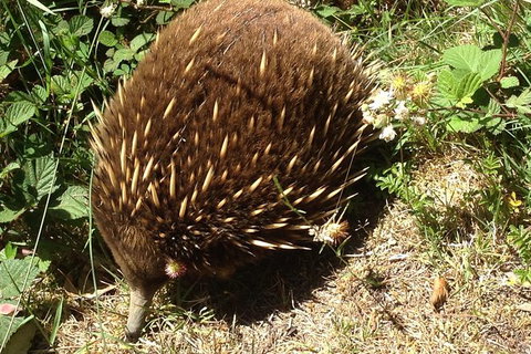 Shore Excursion: Coast, Caves And Wildlife Park - 8 Hour Tour - Redcliffe Tourism 18