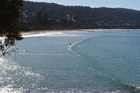 PRIVATE Great Ocean Road Tour And 12 Apostles With Wildlife Spotting - Redcliffe Tourism 6