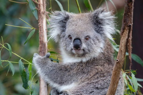 PRIVATE Great Ocean Road Tour And 12 Apostles With Wildlife Spotting - Redcliffe Tourism 7