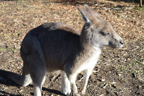 PRIVATE Great Ocean Road Tour And 12 Apostles With Wildlife Spotting - Redcliffe Tourism 2