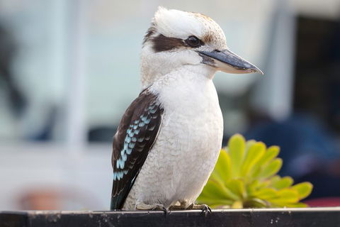 PRIVATE Great Ocean Road Tour And 12 Apostles With Wildlife Spotting - Redcliffe Tourism 9