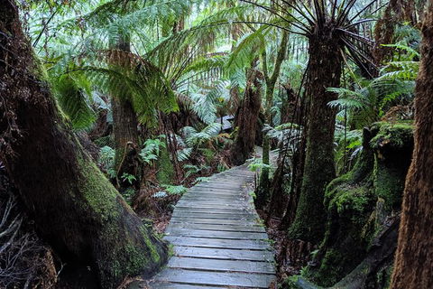 PRIVATE Great Ocean Road Tour And 12 Apostles With Wildlife Spotting - Redcliffe Tourism 8