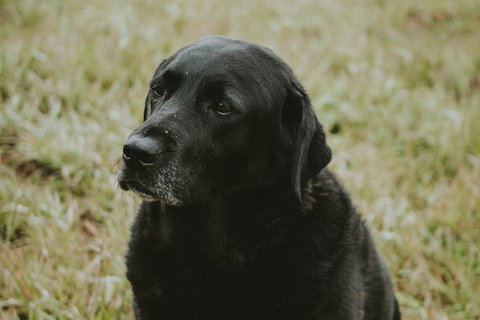 Daylesford Private, Corporate, Group Wine Tours: Wine, Cider, Gin, Vodka, Port! - Redcliffe Tourism 4