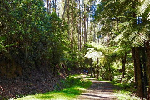 Half-Day Biking Activity From Aqueduct To California Redwoods - Redcliffe Tourism 2