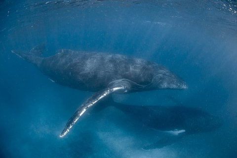 Full-Day Whale Watching Snorkeling And Swimming At Coral Bay - Redcliffe Tourism 6