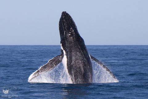 Full-Day Whale Watching Snorkeling And Swimming At Coral Bay - Redcliffe Tourism 0