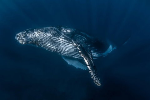 Full-Day Whale Watching Snorkeling And Swimming At Coral Bay - Redcliffe Tourism 7