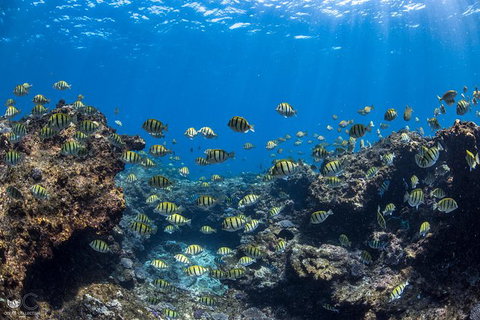 Full-Day Whale Watching Snorkeling And Swimming At Coral Bay - Redcliffe Tourism 1