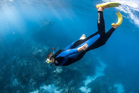 Full-Day Whale Watching Snorkeling And Swimming At Coral Bay - Redcliffe Tourism 2