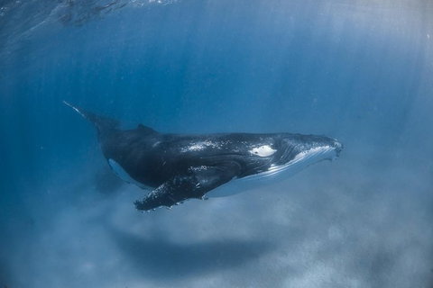 Full-Day Whale Watching Snorkeling And Swimming At Coral Bay - Redcliffe Tourism 5