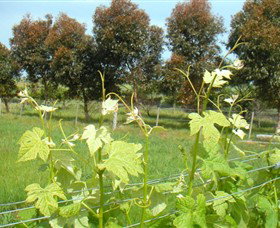 Pirron Yallock VIC Redcliffe Tourism