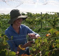 Kingsdale Wines - Redcliffe Tourism