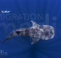 Migration Media - Redcliffe Tourism