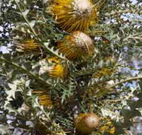 Woylie Walk Dryandra Woodland - Redcliffe Tourism