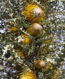 Woylie Walk, Dryandra Woodland - Redcliffe Tourism 0