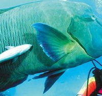 Aristocat Snorkel and Scuba Port Douglas - Redcliffe Tourism