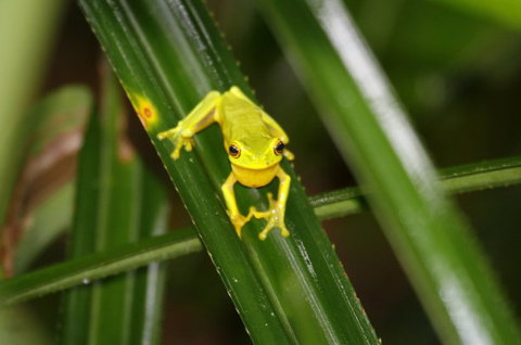 Daintree River Cruise Centre - Redcliffe Tourism 0