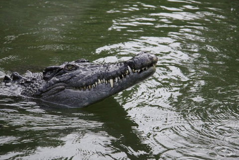 Daintree River Cruise Centre - Redcliffe Tourism 1