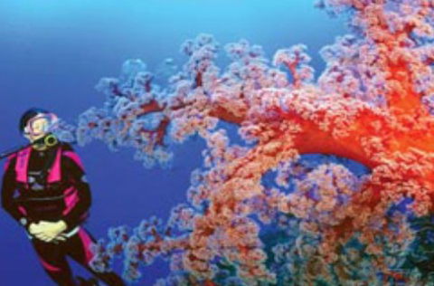 Mike Ball Dive Expeditions - Redcliffe Tourism 1
