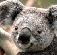 Wildlife Habitat - Redcliffe Tourism