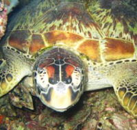 Adrenalin Snorkel and Dive - Redcliffe Tourism
