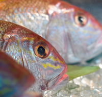 Coro Hotel - Lure Seafood Restaurant - Redcliffe Tourism