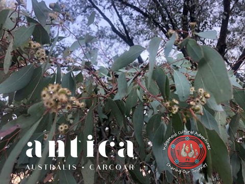 Antica Australis - Winter Fire Festival - Redcliffe Tourism 0