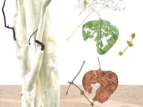 Artistic Endeavour - Redcliffe Tourism 0