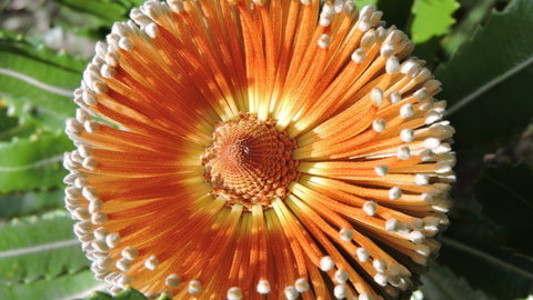 Australian Flora: Past, Present And Future - Redcliffe Tourism 1