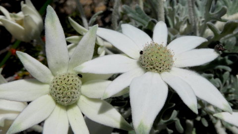 Australian Flora: Past, Present And Future - Redcliffe Tourism 2