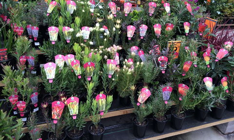 Culburra Beach Monthly Markets - Redcliffe Tourism 0