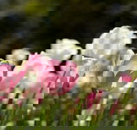 Floriade Reimagined - Redcliffe Tourism